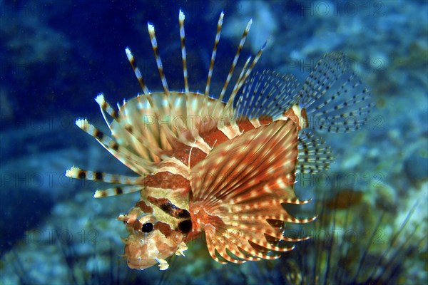 Zebra turkeyfish