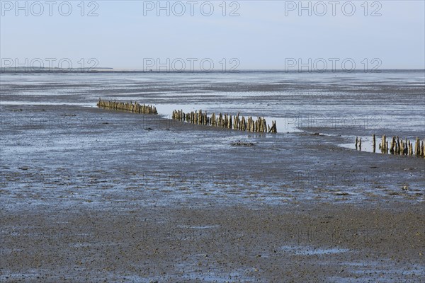 Wooden groynes