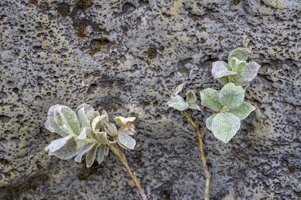 Pasture on lava rock