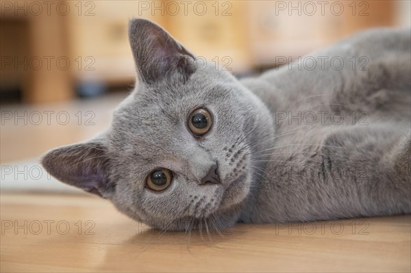 Young British Shorthair male