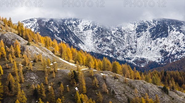 Autumn coloured larches