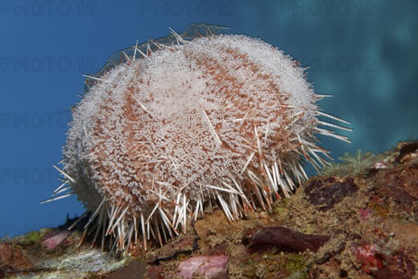 Peacock Collector Urchin