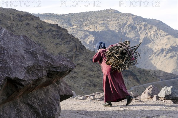 Berber woman carrying fire wood on the back in High Atlas mountains