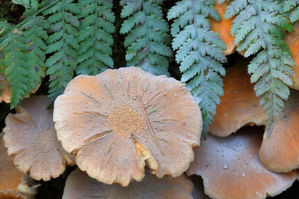 Honey fungus