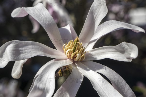 Flower of star magnolia