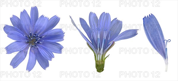 Common chicory