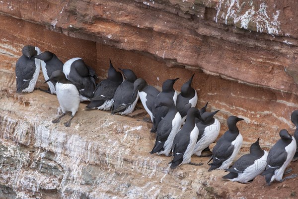 Common guillemots