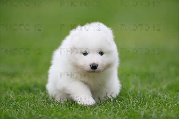 Samoyed Domestic dog