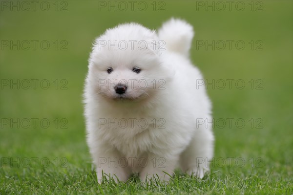 Samoyed Domestic dog