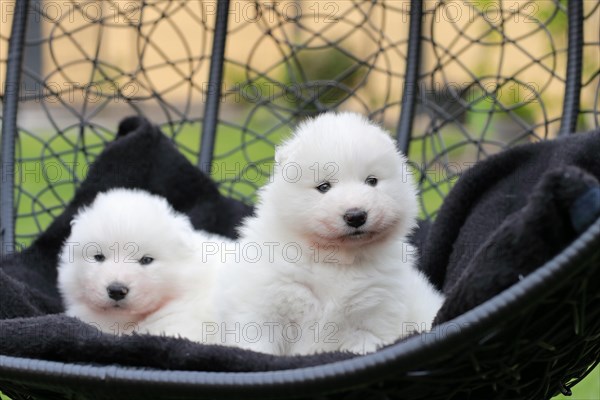 Samoyed Domestic dog