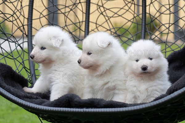 Samoyed Domestic dog