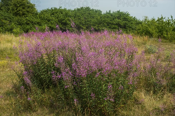 Flowering Rosebay Willowherb