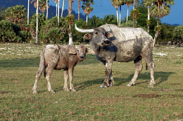 Water buffalo