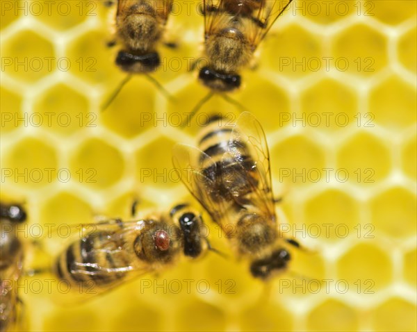 Bee parasite Varroa mite