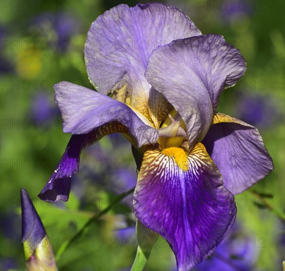 Blue-violet flower of an iris