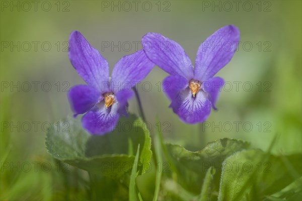 Early-dog violet