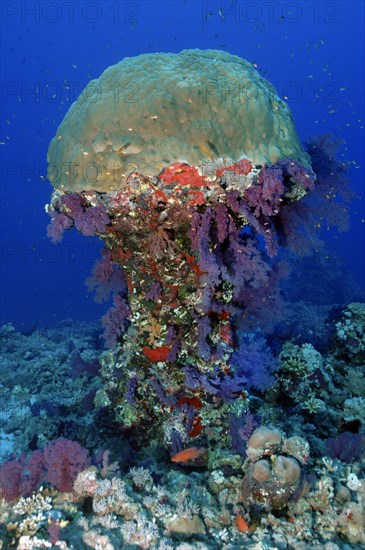 Coral block of stony corals