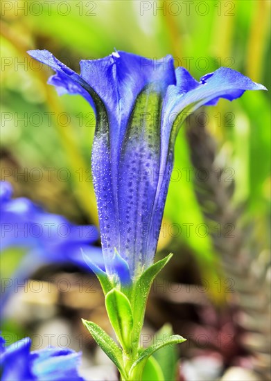 Flowering Stemless gentian