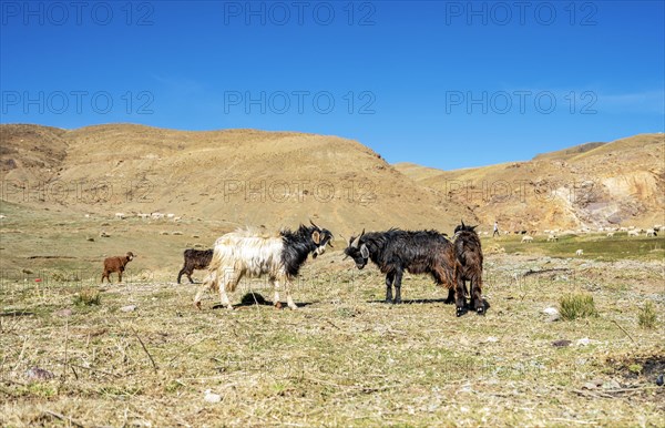 Two goats fighting in High Atlas Mountains in Morocco