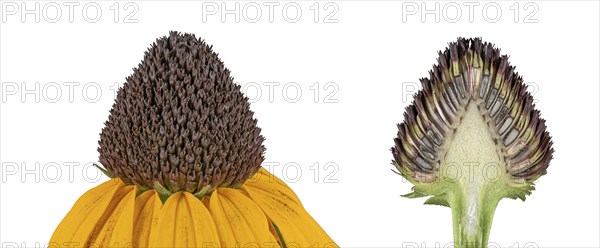 Orange coneflower