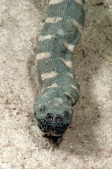 Indian warty snake