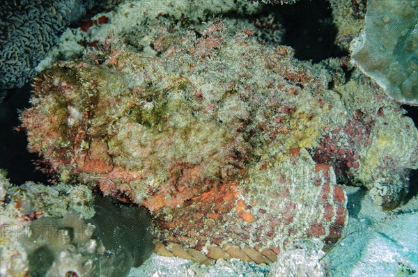 Reef stonefish