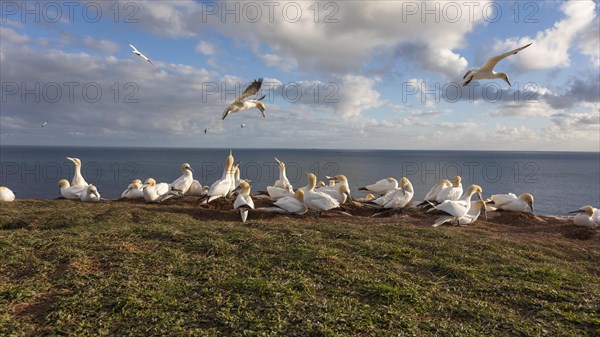 Northern gannet