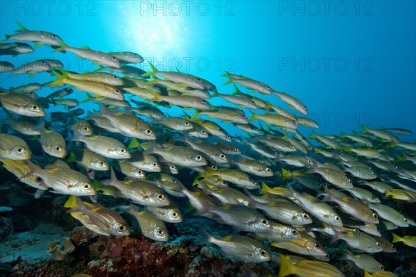 Shoal of fish with species of snapper