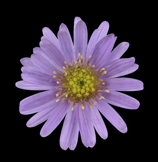 New York aster