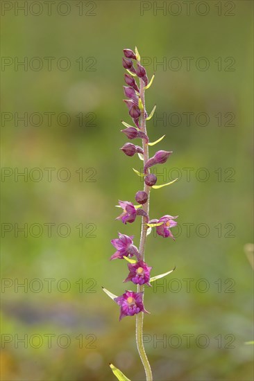 Dark red helleborine