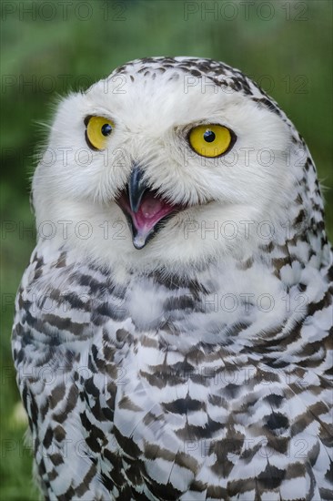 Snowy owl