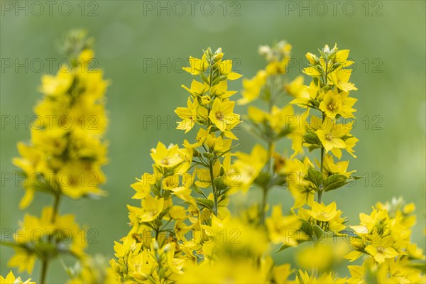 Spotted loosestrife