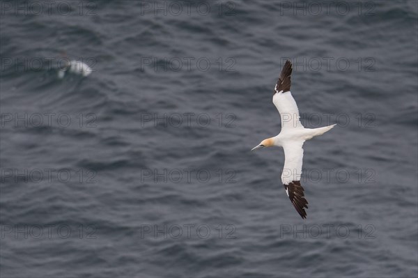 Flying Northern gannet