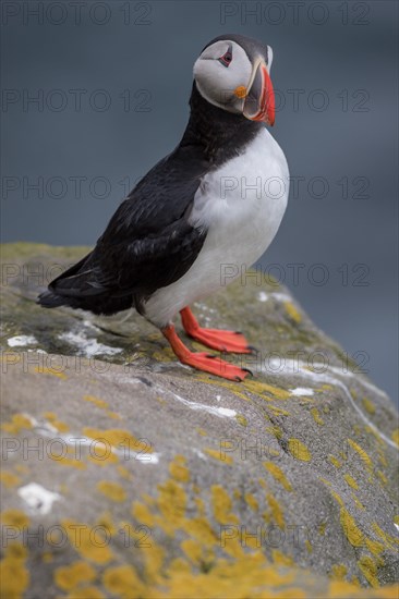 Puffin