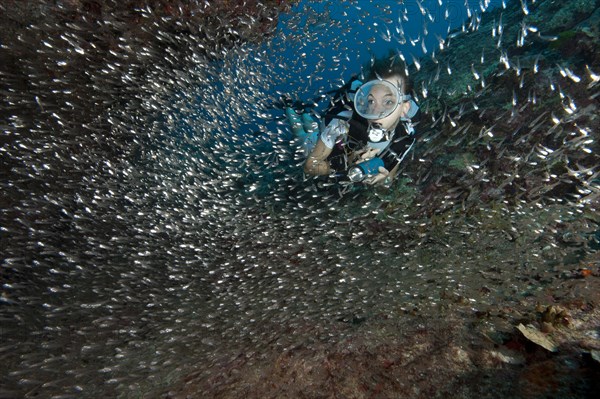 Diver swimming through school of Red Sea Dwarf Sweeper