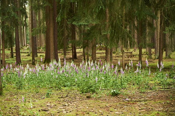 Common foxglove