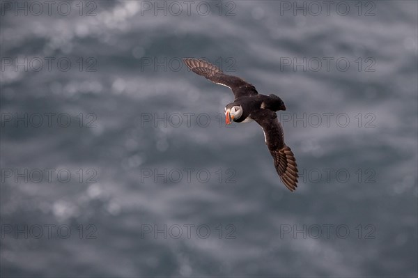 Flying Puffin