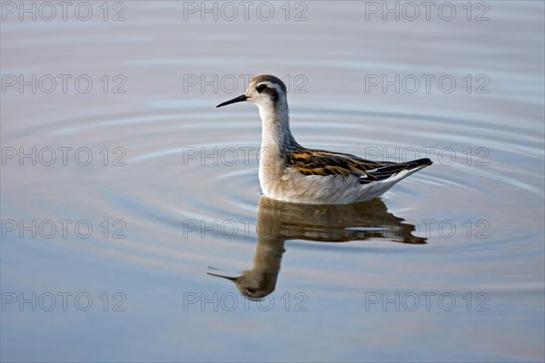 Red-necked Phalarope