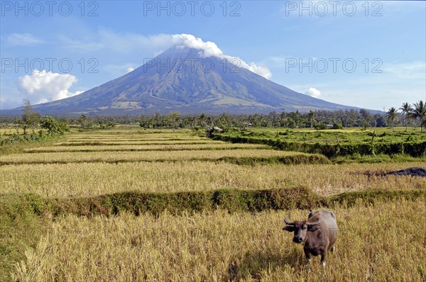 Mayon Volcano