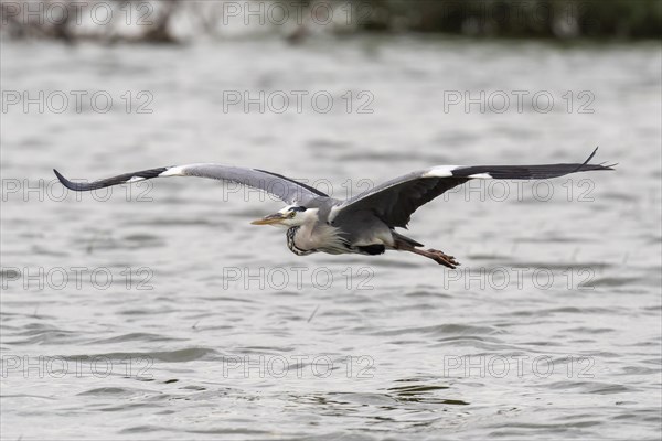 Grey heron