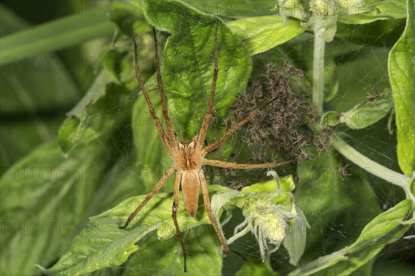 Nursery web spider