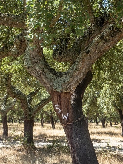 Cork oak