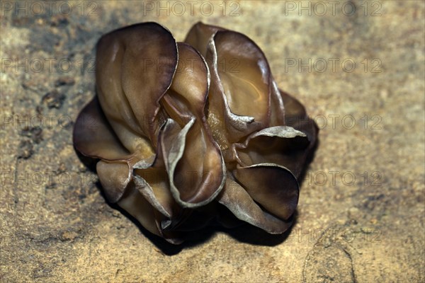 Auricularia auricula-judae