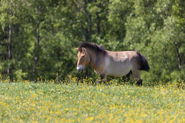 Przewalski's horse