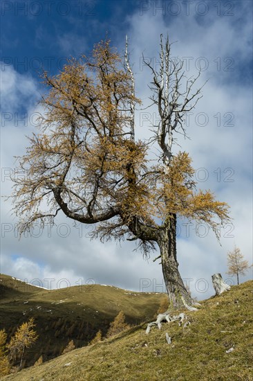 Autumn coloured larch