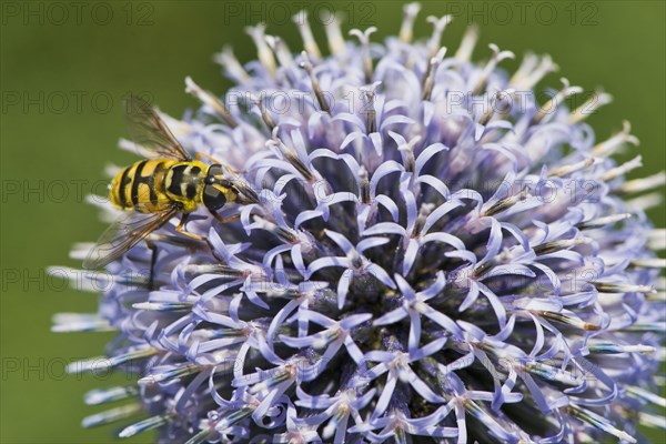 Common cone fly