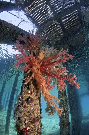 Large Klunzinger's Soft Coral