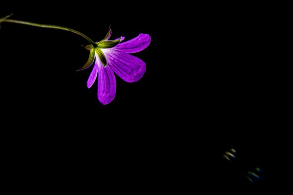 Wild geranium