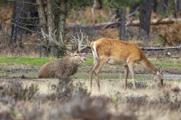 Red deer in a wallow