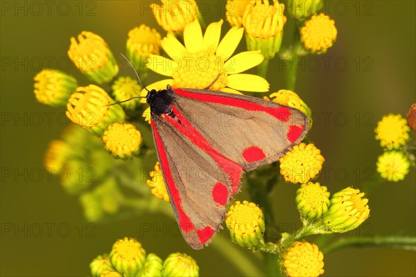 Cinnabar Moth